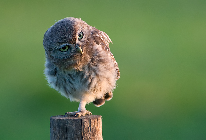 jonge steenuil in avondzon. web.jpg